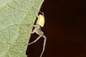 Misumena_vatia_D4853_Z_88_Les Gris_Frankrijk